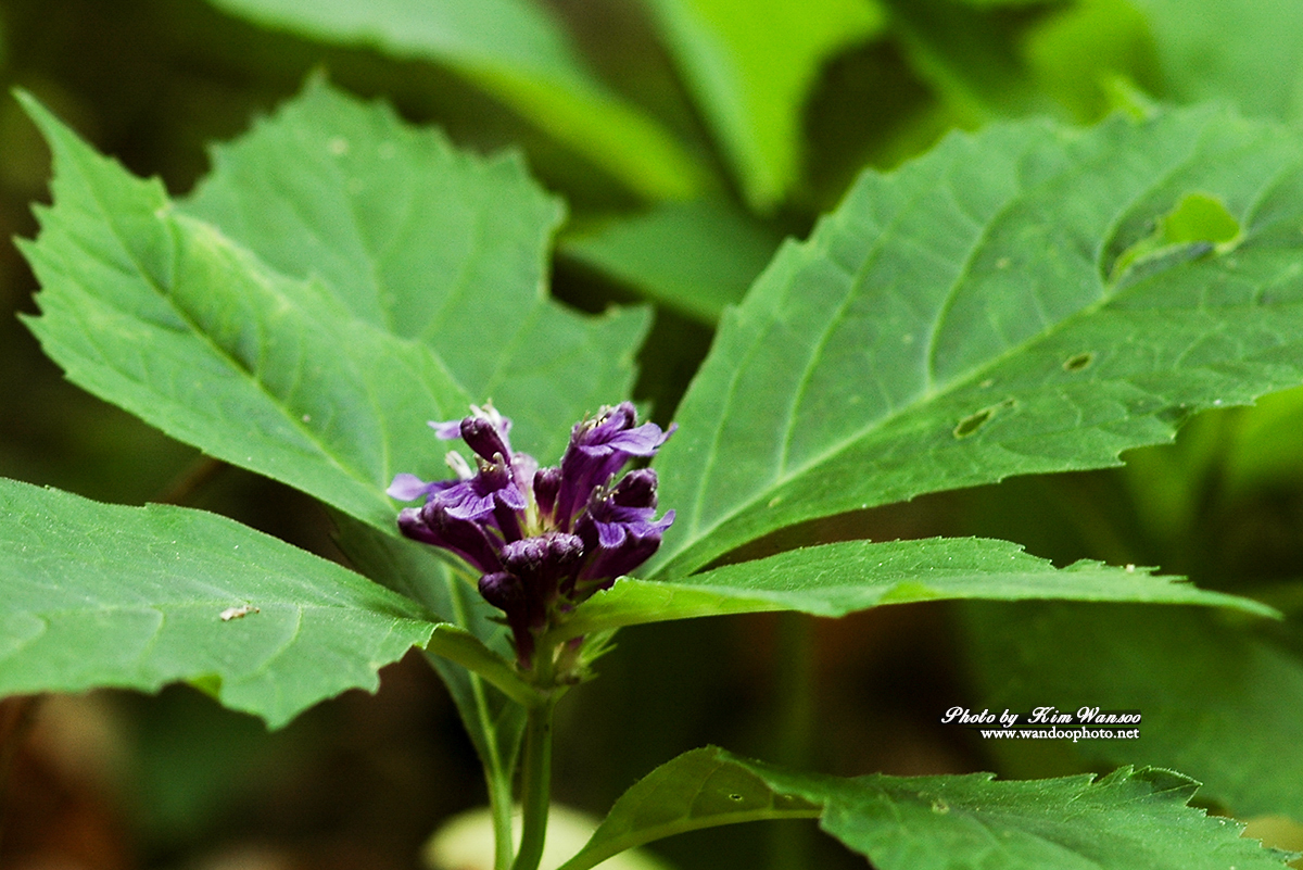 orohcg_0028_1.jpg