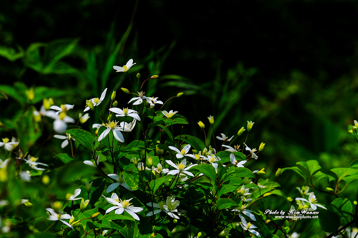 nookok_1739_1.jpg