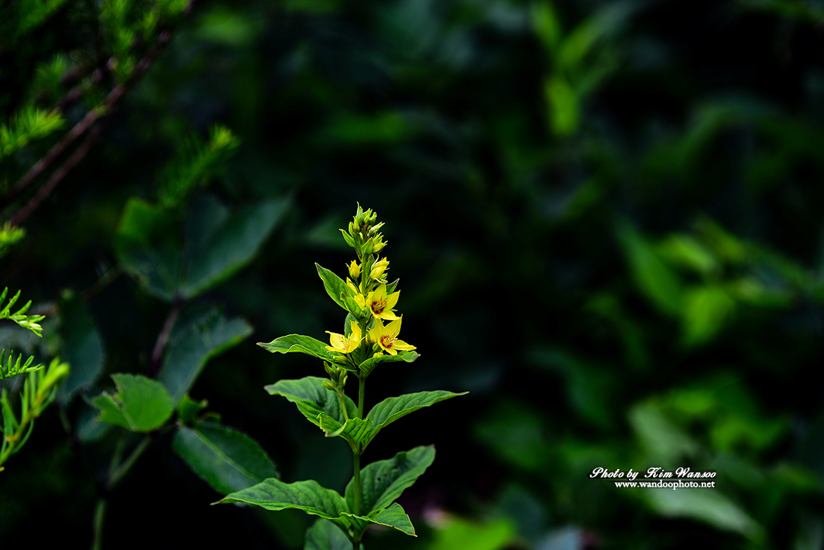 nhokcr_2216_1.jpg