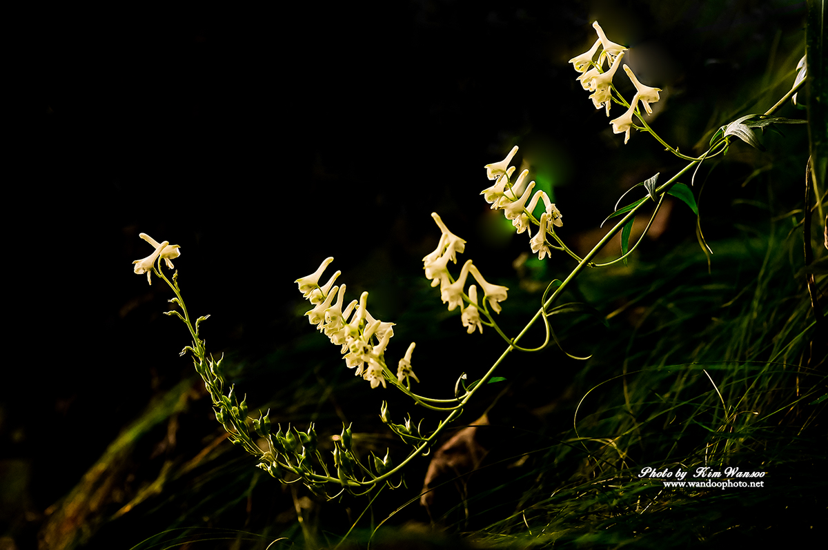 nhoyco_0386_1.jpg