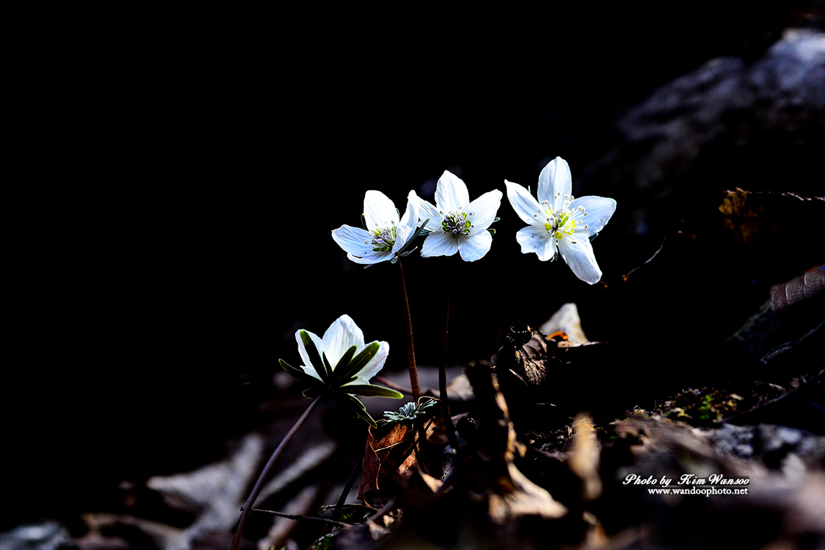 nroeog_6433_1.jpg