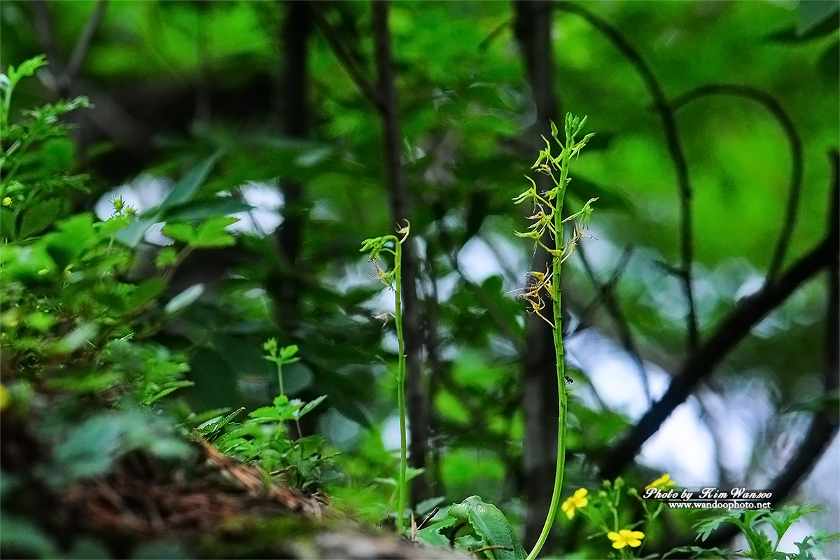 neotne_3606_1.jpg