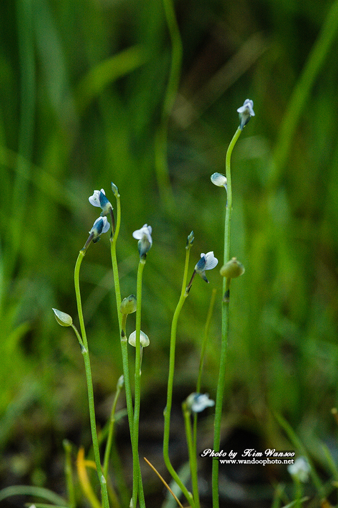okorok_0031_1.jpg