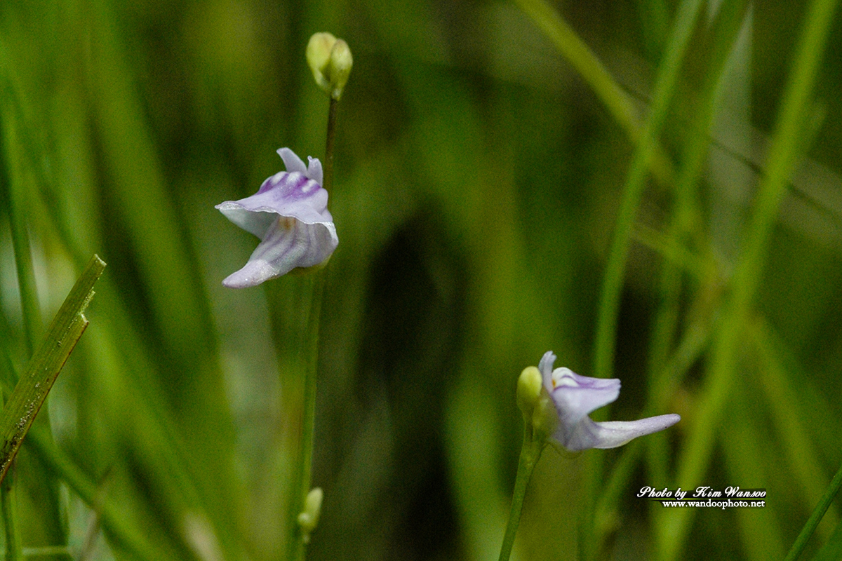 okorok_0068_1.jpg