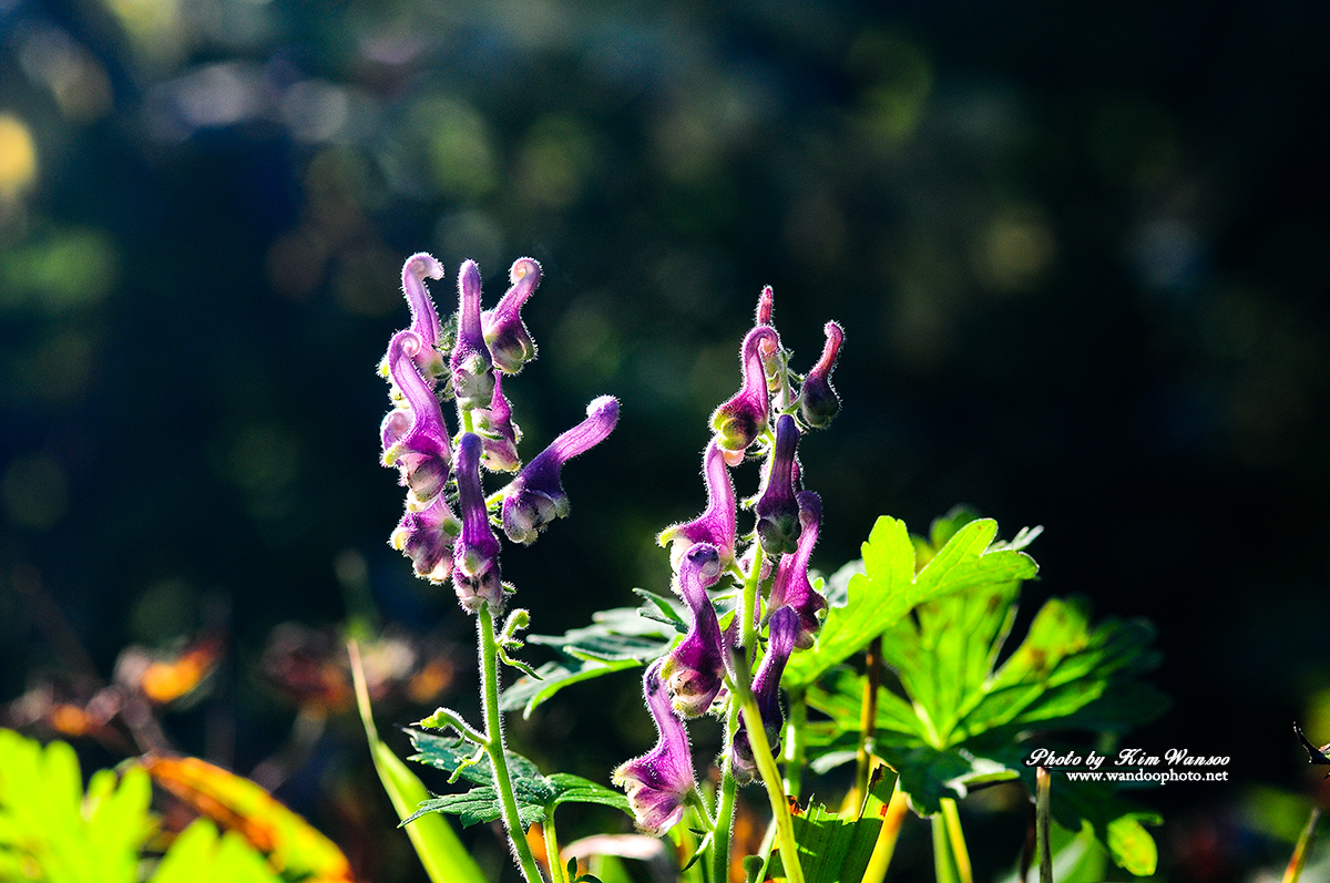 nhorcy_0146_1.jpg