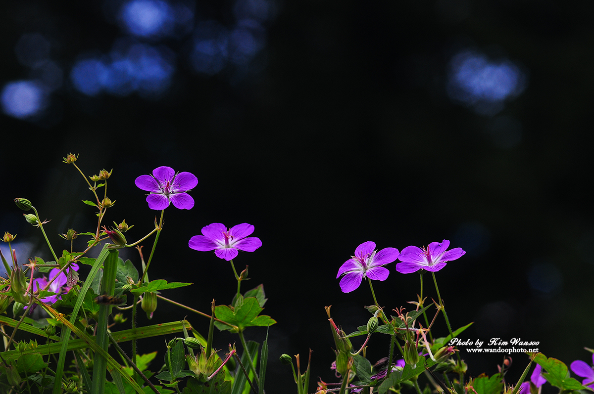 nhoyne_0308_1.jpg