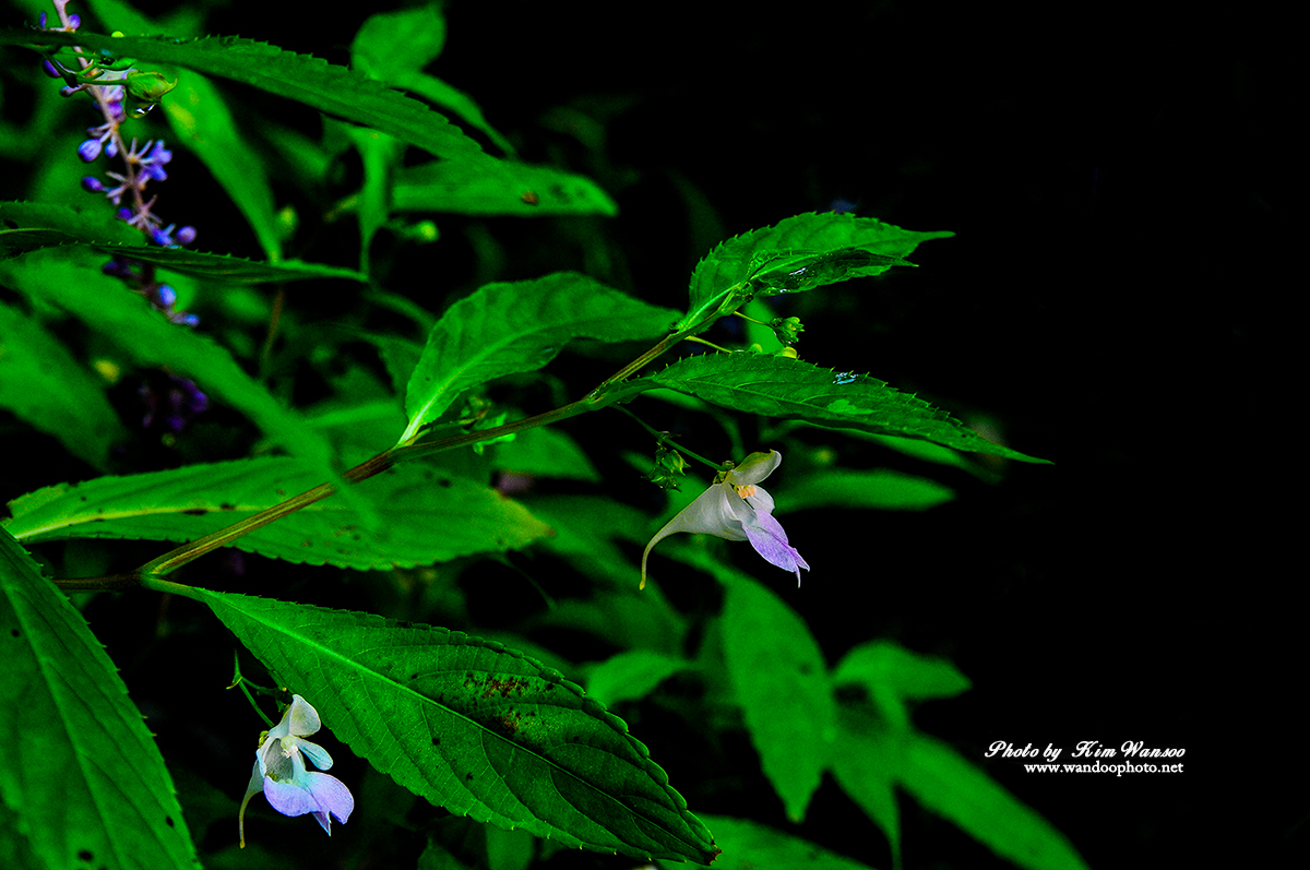 ncoyoc_8885_1.jpg