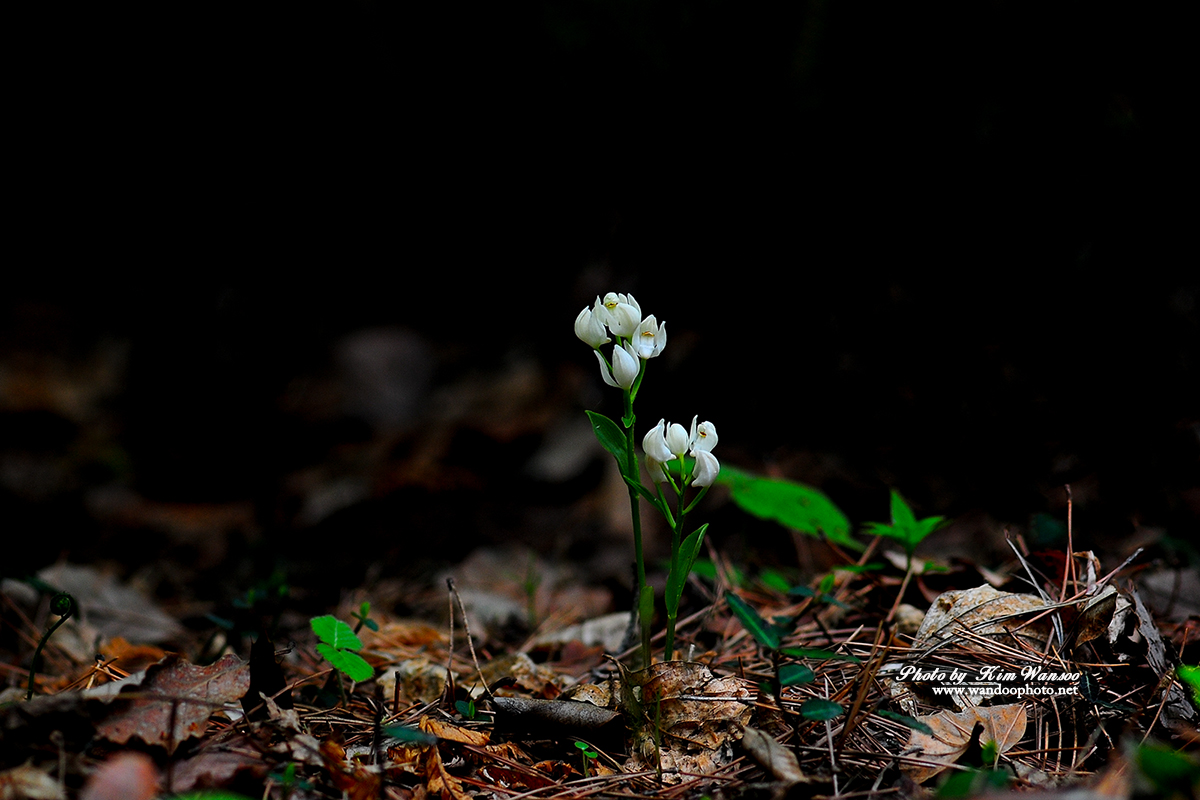 wnohor_2802_1.jpg