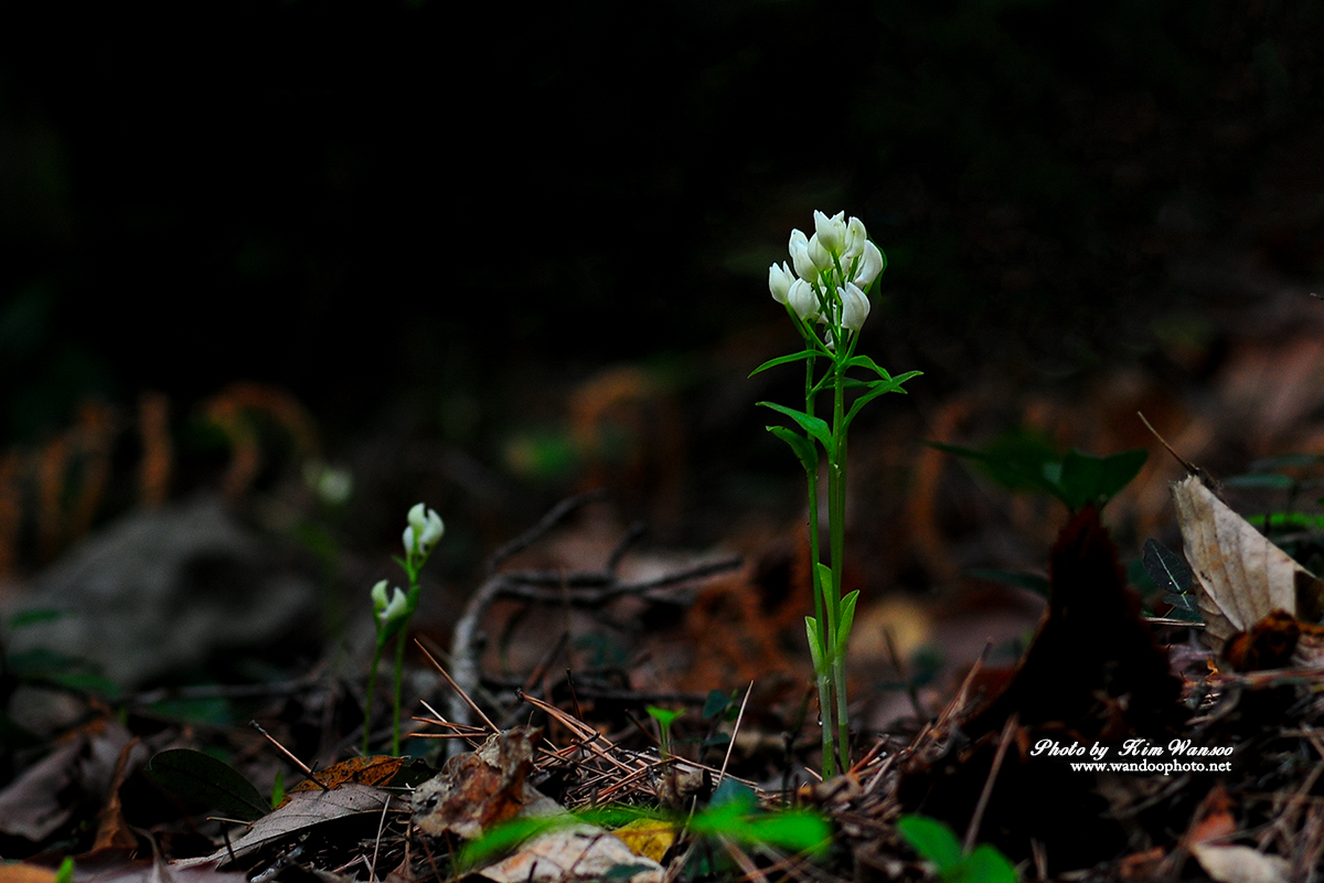 wnohor_2804_1.jpg