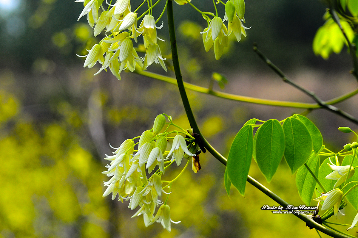 wnohor_2849_1.jpg