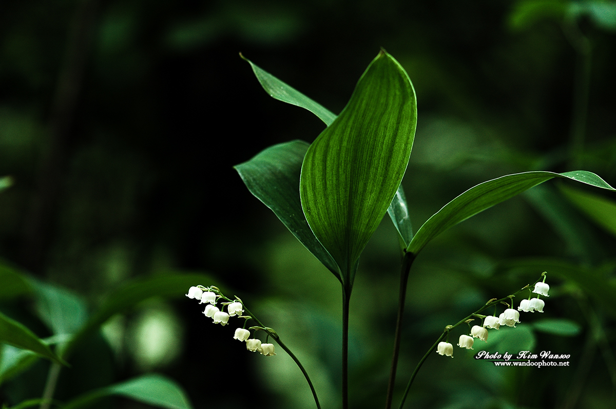 orohnc_0055_1.jpg