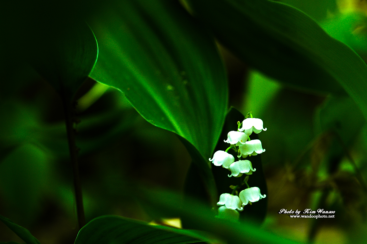orohnc_0032_1.jpg